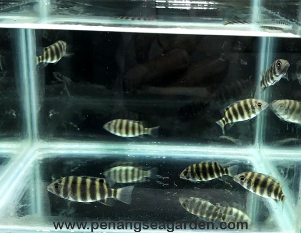 Zebra Tilapia 黑九间 19.09.18 - 10w.jpg