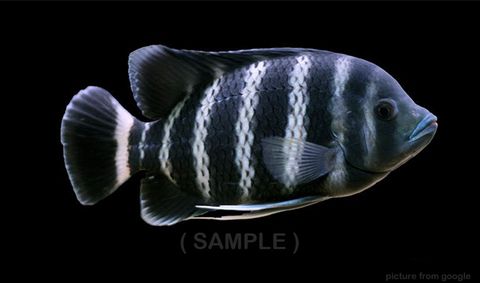 Zebra Tilapia 黑九间 19.09.18 - Web..jpg