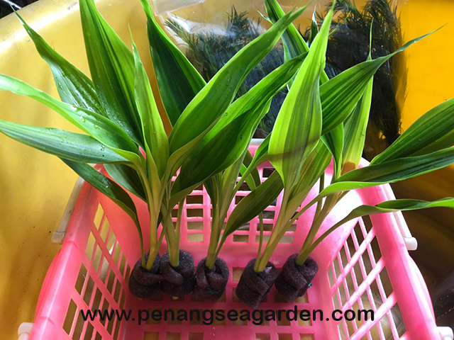 Water Plant (Sik Kedah) Kuan Ying 19.09.12 - 08w.jpg