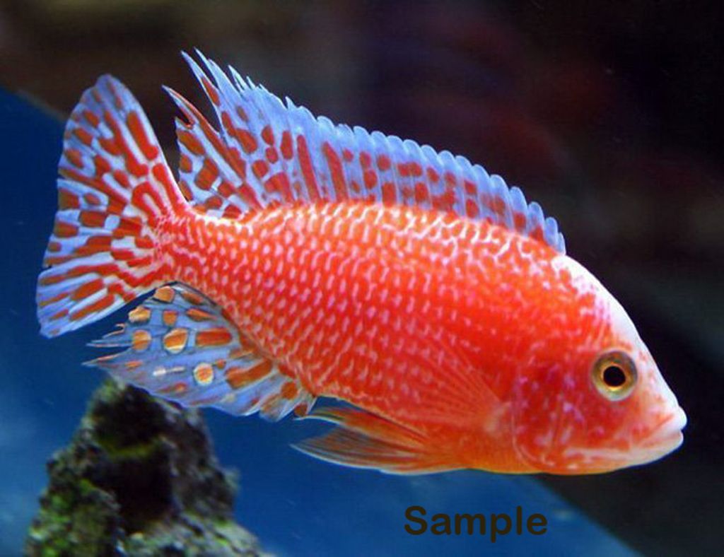 Strawberry-Peacock-Firefish-Cichlid.jpg