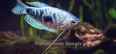 blue -gourami.jpg