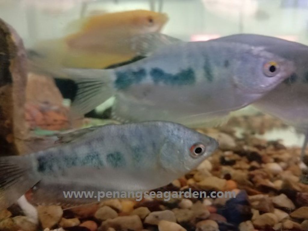 blue -gourami (2).jpg