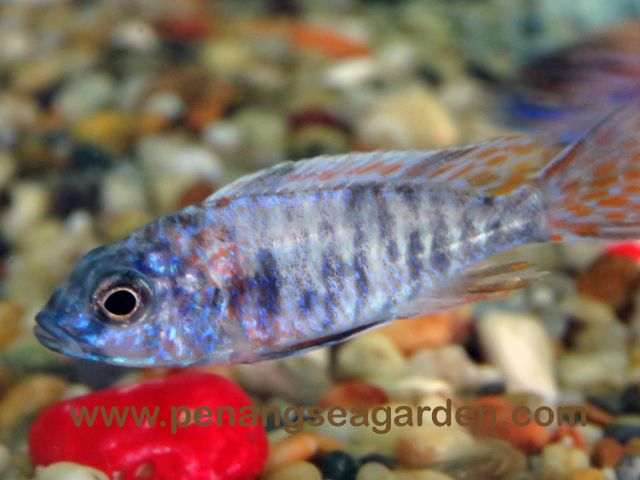 OB Peacock - w.jpg