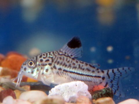 leopard cory.jpg