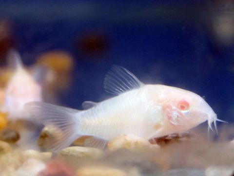 albino cory.jpg