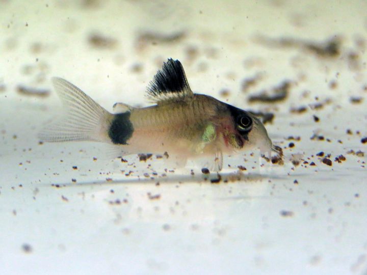 panda cory.jpg