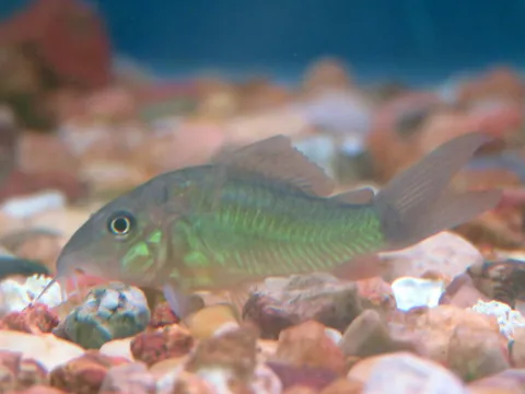 hifin green cory.jpg