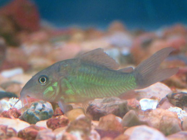 hifin green cory.jpg