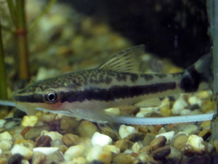 otocinclus.jpg