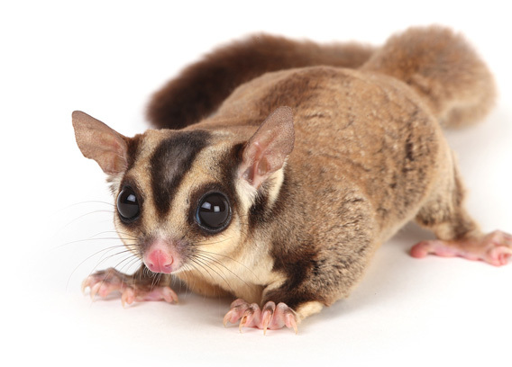 Suger Glider.jpg