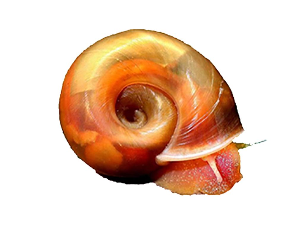 red ramshorn snail.jpg