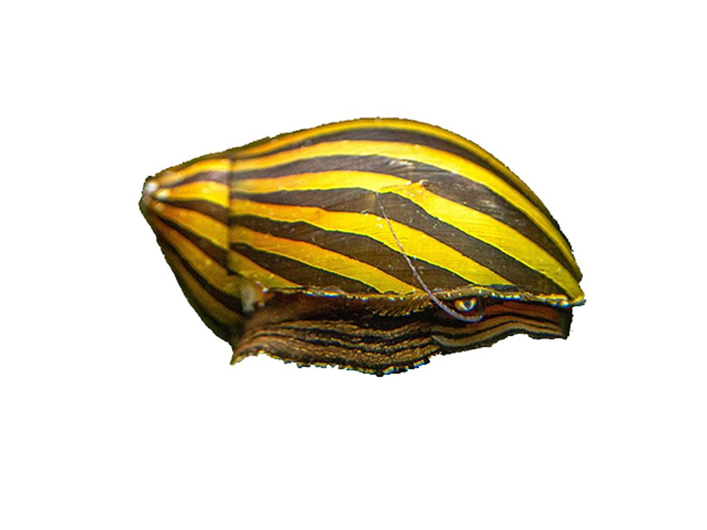 zebra snail.jpg
