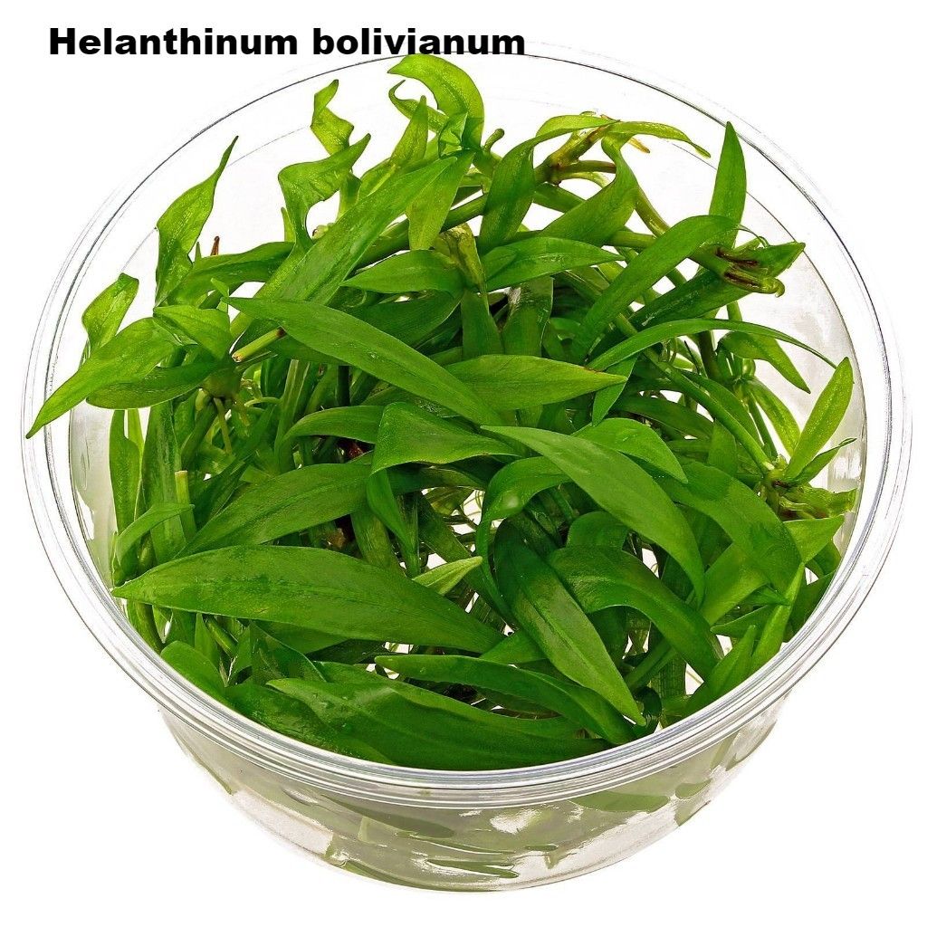 helanthium-bolivianum-latifolius.jpg