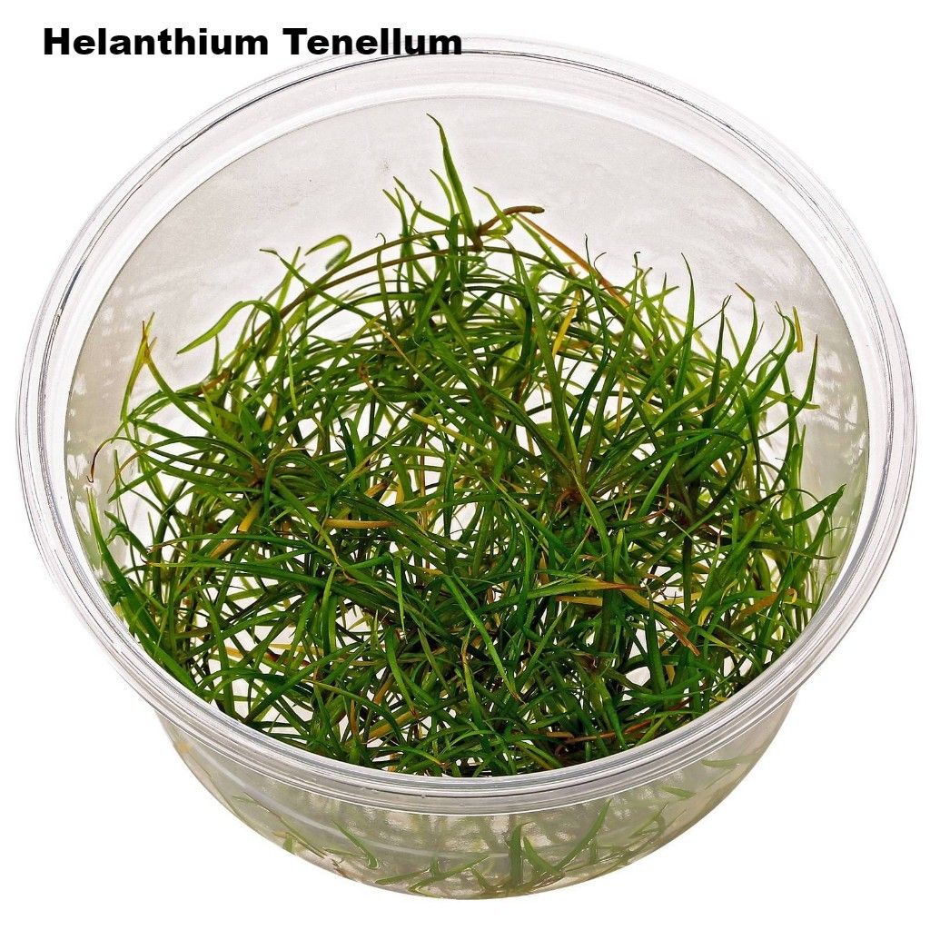 helanthium-tenellum-in-vitro-xl.jpg