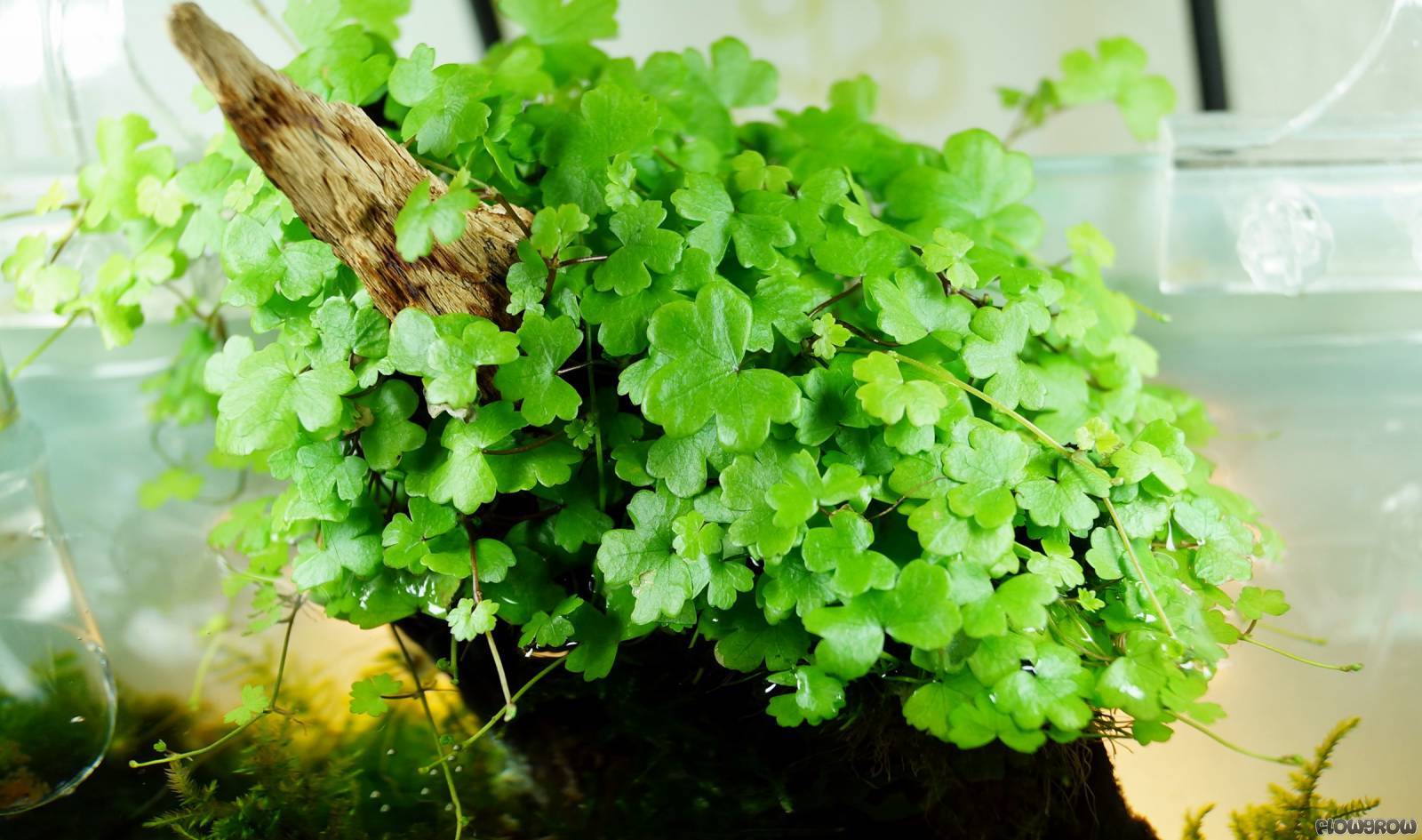 Hydrocotyle tripartita 'Japan'(*Buy 10 Free 1) Penang Sea Garden Aquatic