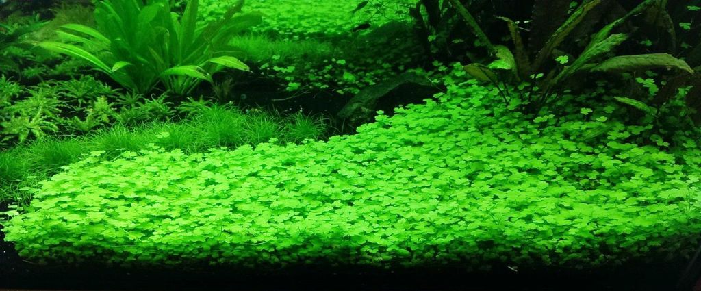 Hydrocotyle_Tripartita_Japan_5.jpg