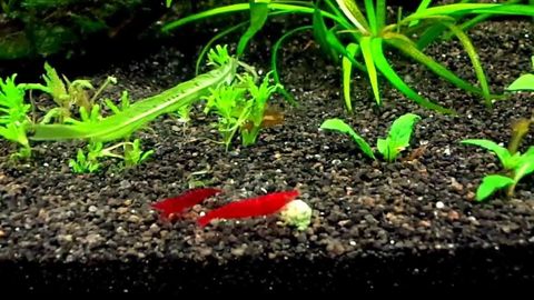 blood mary shrimp.jpg