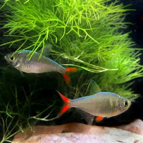 Columbian-Red-Fin-Tetra.jpg