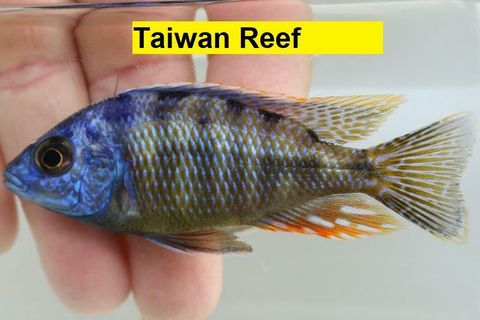 Taiwan_Reef.jpg