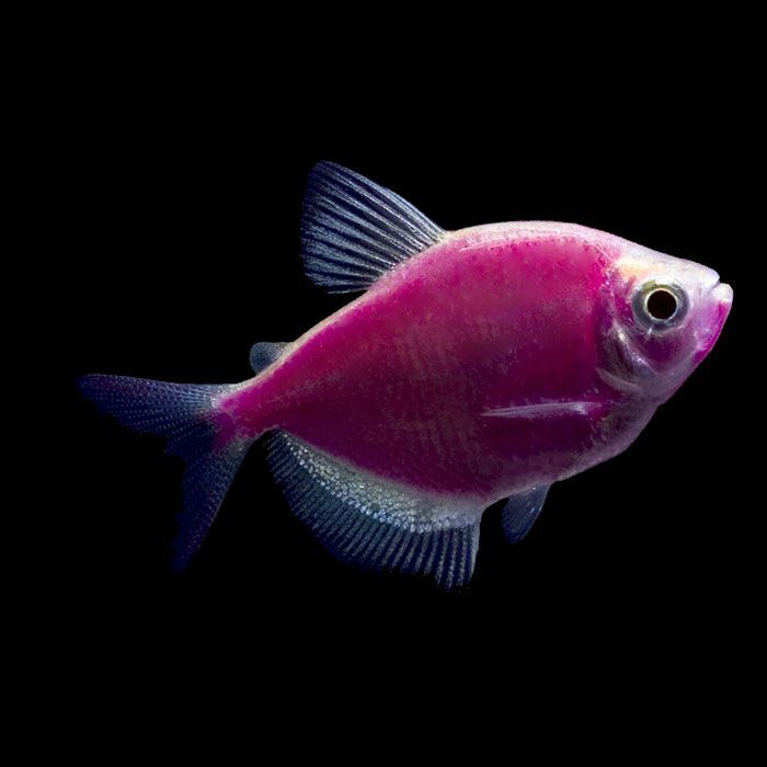 Neon Purple Widow Tetra 荧光紫裙. 2.5～3cm – Penang Sea