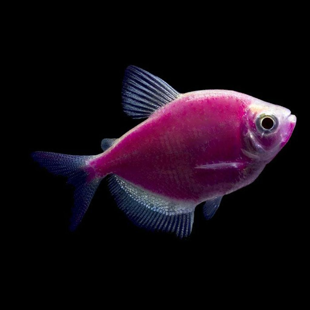 pink tetra fish