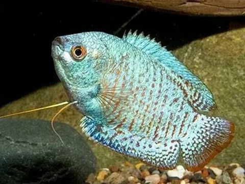 Blue-Cobalt-Dwarf-Gourami-Male.jpg