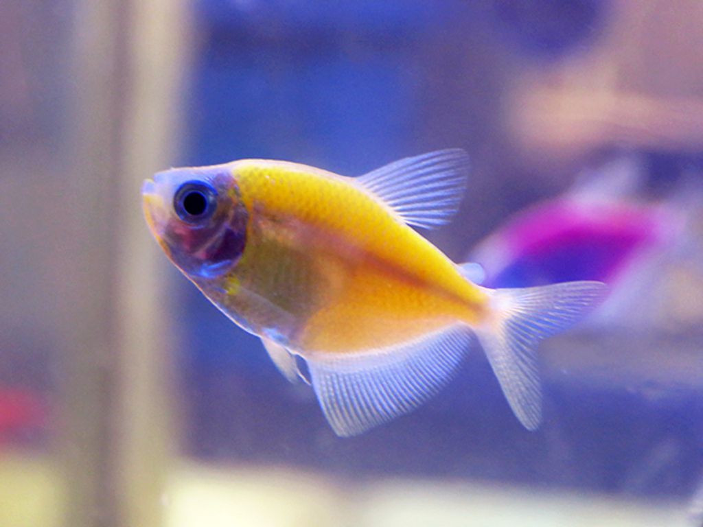 yellow neon tetra