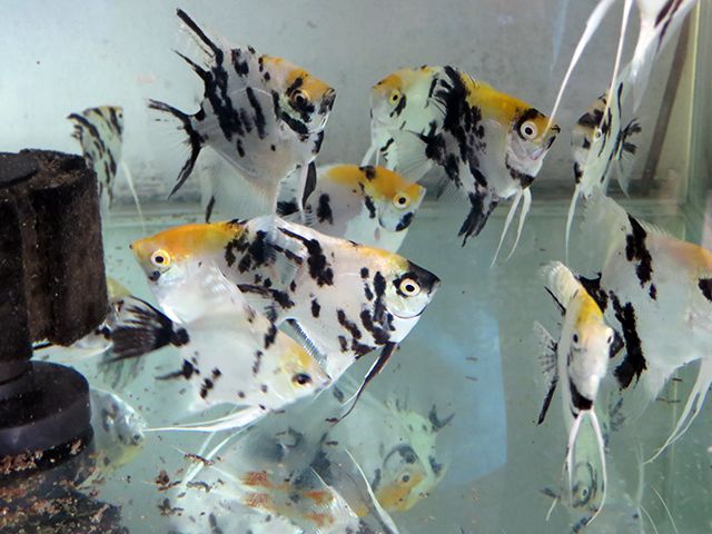 Assorted Angelfish.JPG