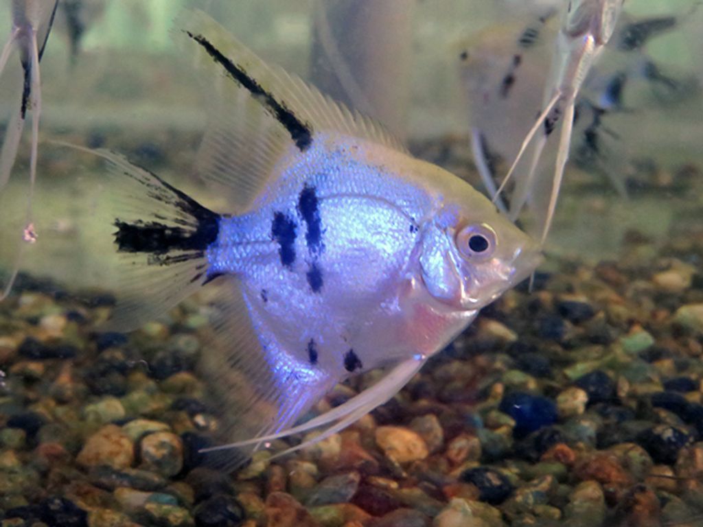 Marble Angelfish.JPG