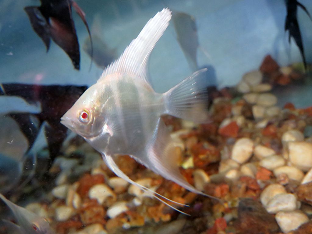 Albino Angelfish.JPG