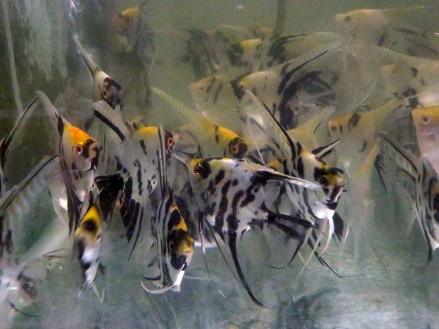 Marble Angelfish-3.jpg