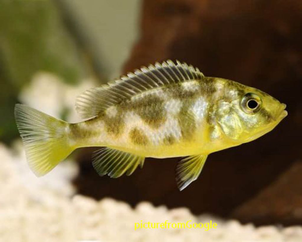 Nimbochromis-venustus-e1588089846390.jpg