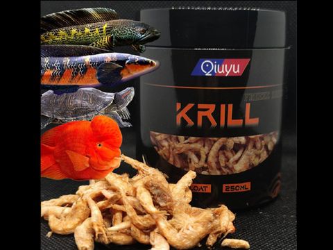 qiuyu krill.jpg