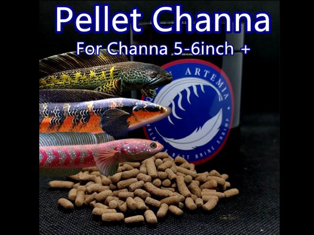 channa pellet 100g.jpg