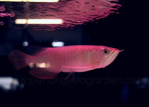 726c366f-9c5d-4f70-89af-b76fbd57f97f