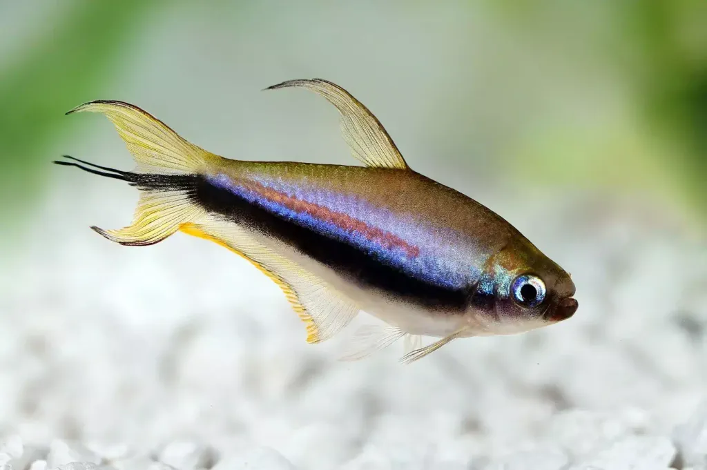 Emperor Tetra (2.5cm) – Penang Sea Garden Aquatic