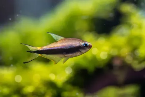 nematobrycon-palmeri-tetra