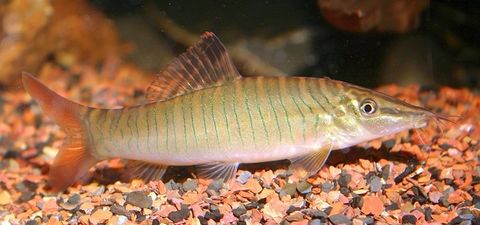 Tiger-Botia-Loach-Syncrossus-hymenophysa-ex-Botia-hymenophysa3