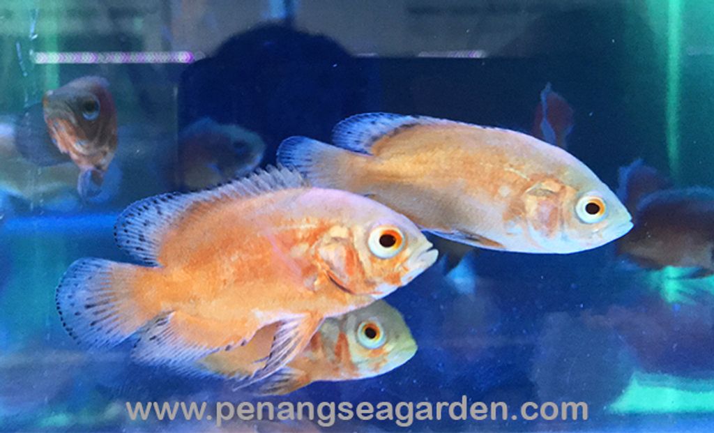 Thai Albino Red Oscar 泰国白红猪 6.5cm RM12 (4)w.jpg