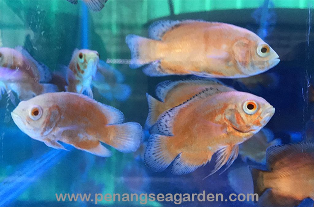 Thai Albino Red Oscar 泰国白红猪 6.5cm RM12 (1)w.jpg