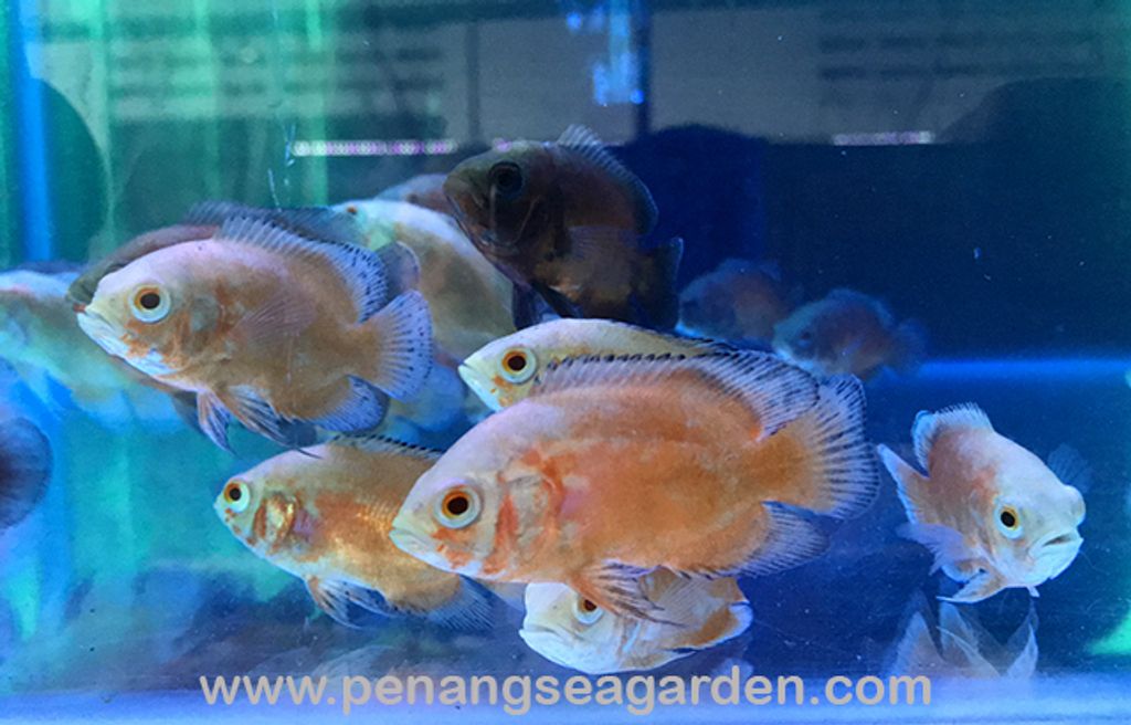 Thai Albino Red Oscar 泰国白红猪 6.5cm RM12 (7)w.jpg