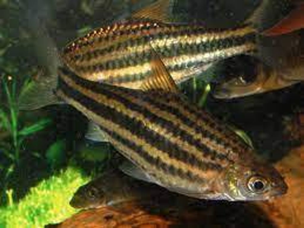 Striped Barb12