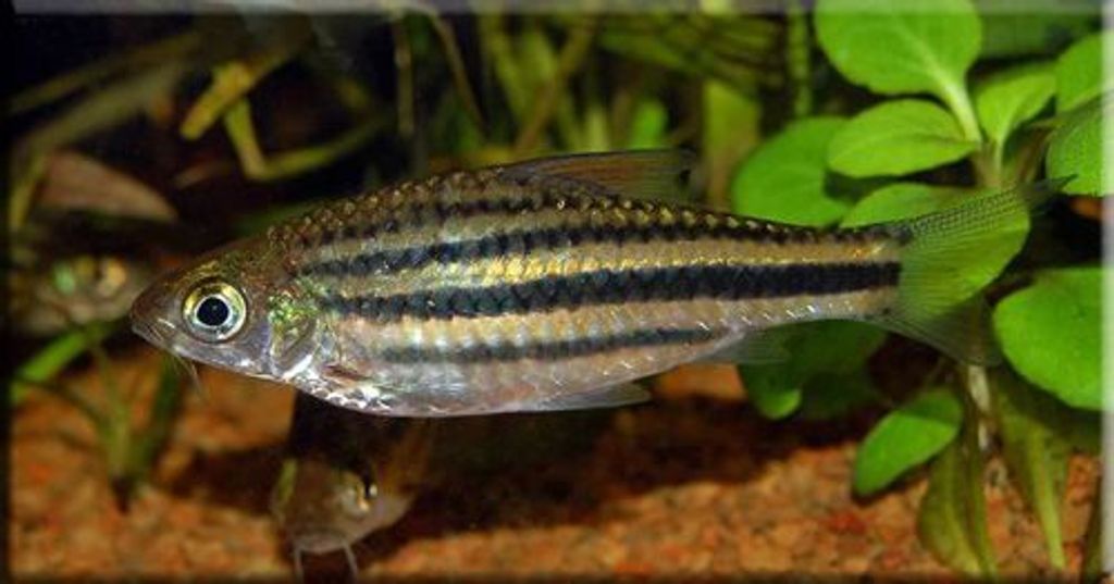 Striped Barb1