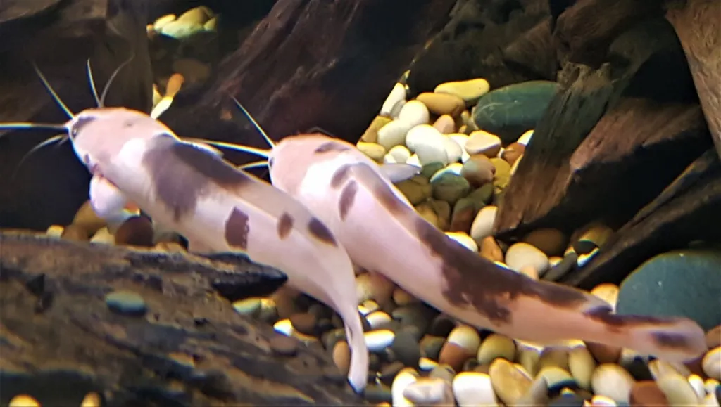 walking_catfish_marbled_clarias_1527921948_85964b2d