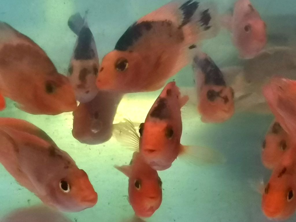 IMG_20231004_130654_edit_7529254517600