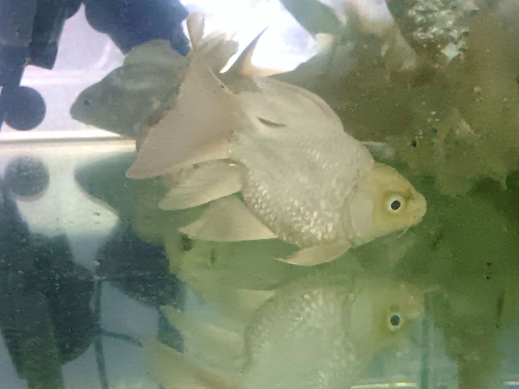 IMG_20231229_180520_edit_48077082726326