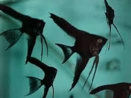 Angelfiash Black - 1.jpg