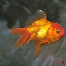 Oranda B2-2