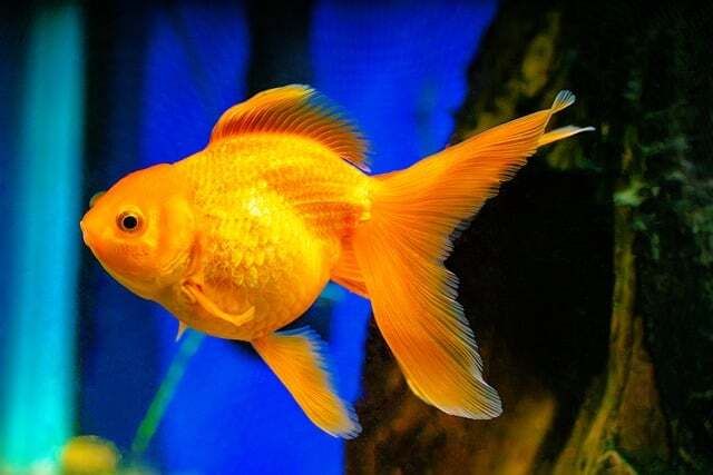 Oranda B2