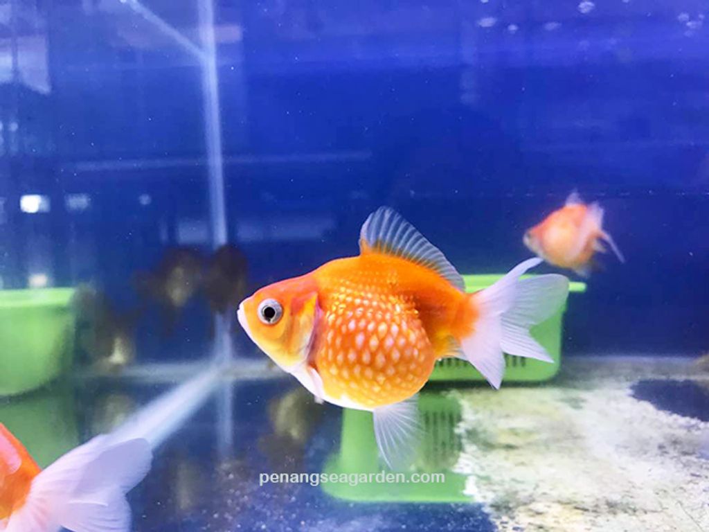 Goldfish Pearl Scale 5 - 01A.jpg